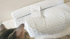 A cat is looking at the Elviros pilllow